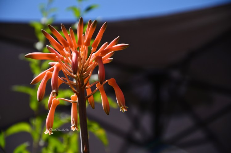 NAB_1459.JPG