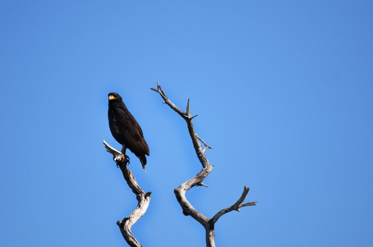 NAB_5760.JPG
